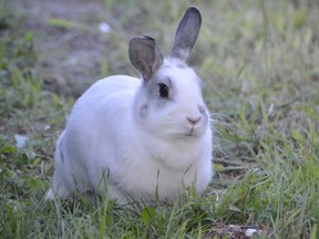 A rabbit munches on grass near the Regency Place apartment building at 884 Regent St., overlooking Lily Creek, last week. Pet Save rescued the bunny over the weekend and is asking anyone who might know the animal to contact them at 705-692-3319, daily between 9 a.m. and 4 p.m. A foster home is also sought for the cutie. Jim Moodie/Sudbury Star