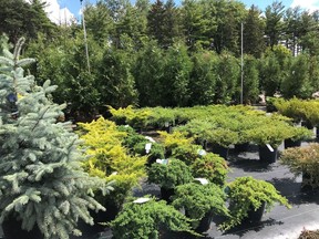 Evergreens do not drop their leaves as they have needles, which serve much the same function that leaves do during the growing months but come winter, they stay on the plant in a dormant state, waiting for spring. Supplied