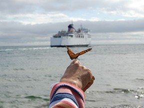 Tagged monarch being released at South Baymouth in 2019 seems ready to race the Chi-Cheemaun to Tobermory. Joe Shorthouse