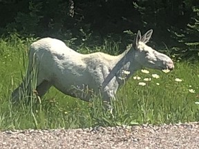 This white moose was spotted walking amongst the daisies along Highway 101 just west of Horwood Lake in July 2020. Following an investigation by conservation officers, the the Ministry of Northern Development, Mines, Natural Resources and Forestry is reporting no charges are being laid after the shooting of one of these white moose near Foleyet last year. Supplied/Amanda Wilson and Ben Decarie