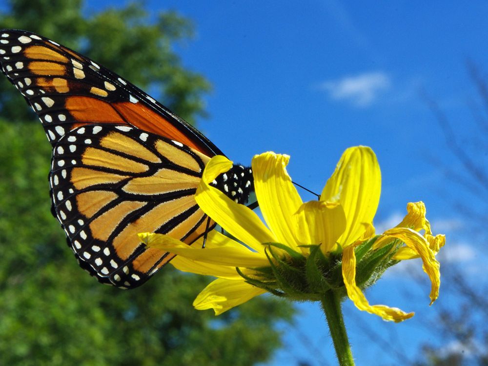 Sudbury expert to speak about the monarch butterfly Sudbury Star