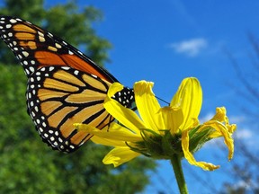 A monarch butterfly in Tillsonburg. (Peter Beechey Photo)