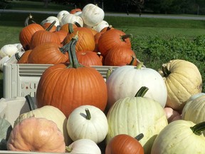Pumpkins come in all sizes, shapes and colours at Bre's Fresh Market, north of Tillsonburg in Ostrander. (Angela Lassam Photo)