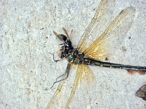 The dragonfly attacked a bald faced hornet but did not live long after being stung in the vulnerable neck area between the head and thorax.