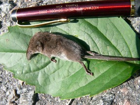 The pygmy shrew is common in Northwestern Ontario and the smallest mammal on the continent. Its diet consists of insects, spiders, and carrion. It grows to 10 cm., two thirds of which is tail.