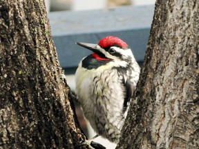 This Yellow-Bellied Sapsucker spends most of its time in trees, lapping up sap and eating insects that are trapped in it. Unlike most other woodpeckers, the Flicker spends most of its foraging time on the ground.