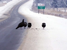 A group of young male turkeys hang out near Calabogie Road in Laird, east of Sault Ste. Marie, last winter. The giveaway is the small beard of black bristly feathers on the breast. Elizabeth Creith