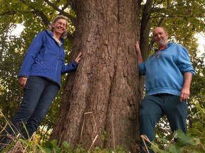 Stratford Tree Trust volunteers Marianne van den Heuvel and Geoff Love stand next to a century-old sugar maple at the Stratford Perth Museum. 
Chris MontaniniStratford Beacon HeraldPostmedia News