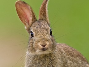 Was I talking about rabbit ears. (supplied photo)
