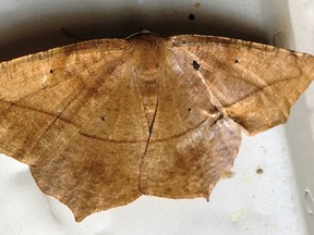 A large maple spanworm. (supplied photo)