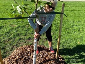 Cathy Salvatore planted a tulip tree at Powell Park in Port Dover during the Global Day of Climate Action on Sept. 24. These trees can live to 500 years or more and provide support to the surrounding environment.