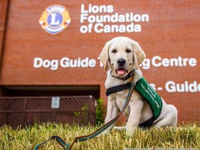 After three years of waiting, the Lions Foundation of Canada Dog Guide recently approved Sherwood Park's Saffron Sexual Assault Centre application for a justice facility dog. 
Photo courtesy Lions Foundation of Canada Dog Guides/Facebook