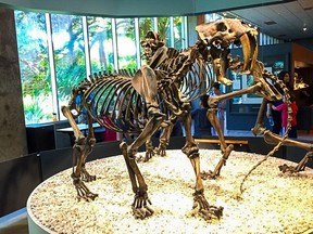 The prehistoric cat Smilodon at the La Brea Tar Pits in Los Angeles. Though commonly referred to as a ‘saber-toothed tiger’, Smilodon wasn’t closely related to true modern tigers.