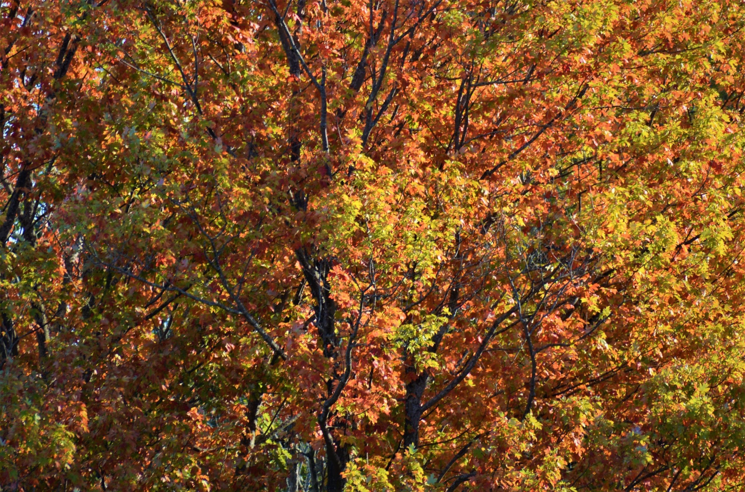 Trees changing colour is act of survival wrapped in beauty