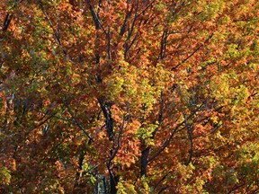 Ontario Parks is reporting forest canopies in the region's provincial parks are in full autumn swing for visitors to take in the fiery reds, oranges and yellow leaves. DEREK BALDWIN