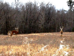 Dead deer have been found in the Township of Leeds and the Thousand Islands (TLTI) area causing residents to become concerned about a possible outbreak of Epizootic Hemorrhagic Disease (EHD).   
Lorraine Payette/For Postmedia Network