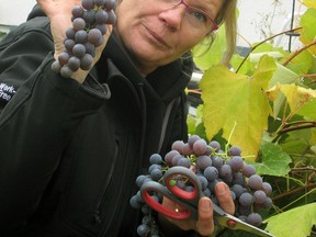 Jonita Johnston harvests Bluebell grapes for fresh eating and juicing. (photo by Ted Meseyton)