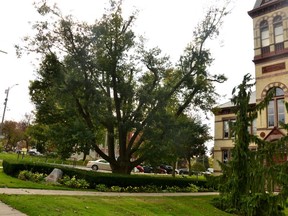 The health of Stratford’s last coronation royal oak tree, located in front of the Perth County Courthouse, is deteriorating due to a condition known colloquially as “oak wilt.” County staff and local arborists have been working to save the tree and preserve its heritage. (Galen Simmons/The Beacon Herald)