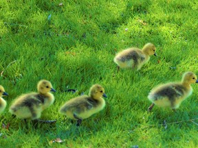 City council was asked Monday to support a project to replace the Belleville Kiwanis Bayshore Trail entranceway and to install new educational signboards to educate visitors about birds and plants along the Bay of Quinte shoreline such as this gaggle of goslings. DEREK BALDWIN FILE