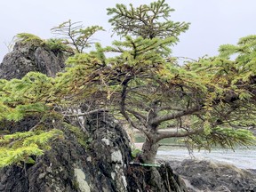 A shore pine near Ucluelet, in British Columbia. John DeGroot photo