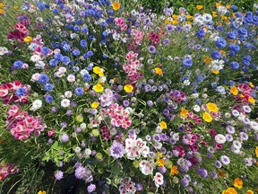 This outstanding blend of wild flowers attract all sorts of pollinating insects and helps ensure bees have a future. (West Coast Seeds)