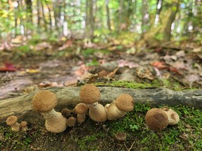 Nadine Robinson’s first sighting was an adorable miniature crop of what looked like young honey mushrooms on a root in the middle of the path. NADINE ROBINSON