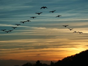 Bird Migration at Sunset