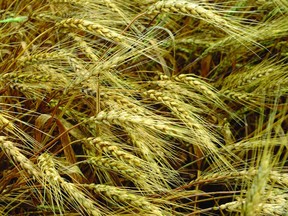 grain wheat
