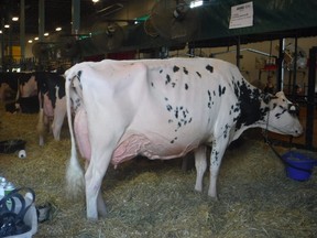 Erbacres Snapple Shakira is grand supreme champion at World Dairy Expo