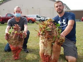 Ron Hicks, left, props up a 30.85-pound mangel-wurzel, while his son Ryan Hicks holds up a 50.15-lb mangel-wurzel at Port Elgin Pumpkinfest Saturday. The Hicks' family had the second, fourth and fifth-heaviest mangel-wurzels of the competition. DENIS LANGLOIS