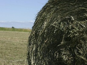 hay