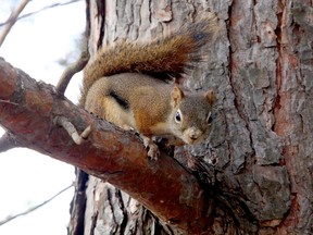 A red squirrel eyes the photographer warily at Bell Park in Sudbury, Ontario on Thursday, October 14, 2021. Ben Leeson/The Sudbury Star/Postmedia Network