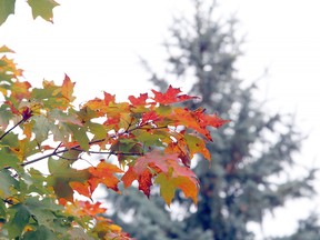 Changing leaves add a splash of colour to the scenery at Bell Park in Sudbury, Ontario on Thursday, October 14, 2021. Ben Leeson/The Sudbury Star/Postmedia Network