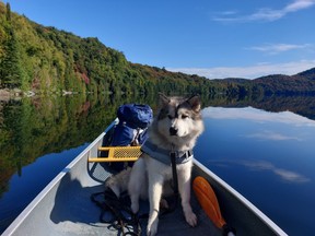 Mason, the husky malamute, sits patiently in a canoe on a guided tour with Forest The Canoe. Mason is the company's travel companion for adventures. Forest The Canoe has been operating in the Sault since November 2020 and specializes in outdoor hiking tours and canoe trips. Photo supplied by Ryan Walker.