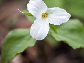 White trillium