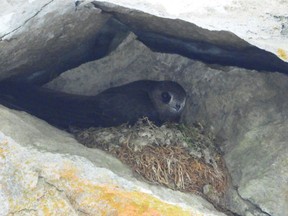 The Black Swift. Photo credit Parks Canada.