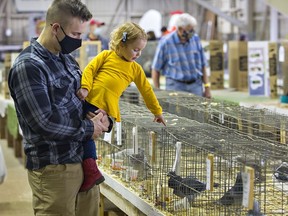 Nick Wheeler of Langton and his two-year-old daughter Emmi look at pigeons in the poultry display building on Saturday October 9, 2021 at the Norfolk County Fair in Simcoe, Ontario. Brian Thompson/Brantford Expositor/Postmedia Network