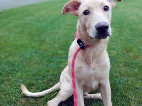 Little Nelson, the first of 52 dogs rescued from a small home in Burford earlier this month, has been adopted.