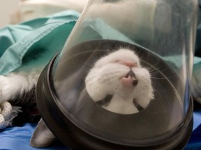 A female cat goes under anesthesia at a veterinary clinic in preparation for spaying. In the 1840s, the first experiment of an anesthetic didn't go as planned, writes columnist Rick Gamble.