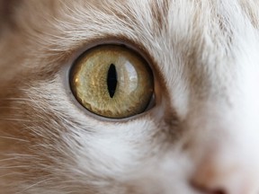 The inventor of a reflective safety device used in road marking is said to have been inspired by eyes of a cat at the edge of the pavement that reflected his headlights and kept him from veering over the edge.