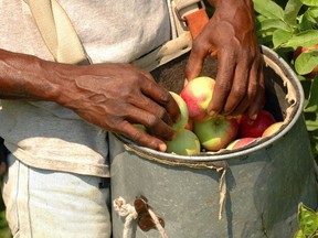 Vaccination and increased inspections are credited with cutting overall COVID infections among farm workers this season. Postmedia file photo