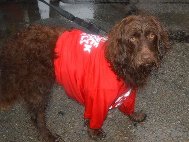 Margaret Hudson's dog Willow is dressed for the occasion at the YMCA Fire Truck Pull.
Tim Ruhnke/The Recorder and Times
