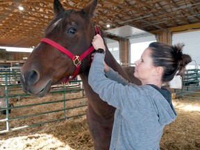 Angie Hurst, founder of Out of the Ashes large animal rescue, with one of the 38 horses living at the not-for-profit sanctuary in Sebringville. Chris Montanini/Postmedia