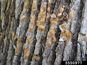 Lymantria dispar (Ldd) moth egg masses on a tree. Credit: Karla Salp, Washington State Department of Agriculture, Bugwood.org