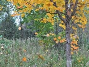 North Glengarry passed a bylaw on Tuesday that will regulate clear cutting throughout the township. Photo taken on Friday October 15, 2021 in North Glengarry, Ont. Francis Racine/Cornwall Standard-Freeholder/Postmedia Network