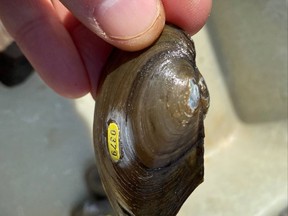 Nearly 500,000 freshwater mussels were relocated within Grasse River in order to save them during recent river restoration work. Handout/Cornwall Standard-Freeholder/Postmedia Network