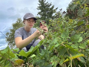 Handout/Cornwall Standard-Freeholder/Postmedia Network
Jamie Would, RRCA stewardship and outreach assistant, using the Seek app to identify catnip at Gray's Creek Conservation Area in South Glengarry.