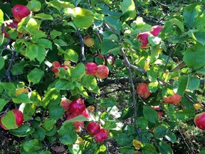 Lindy Mechefske uses apples from a backyard tree to make her Streusel Topped Deep Dish Apple Pie.