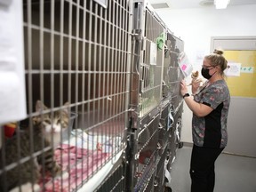 Jessica Leclerc pulls a cat out of a cage at the Kingston Humane Society.