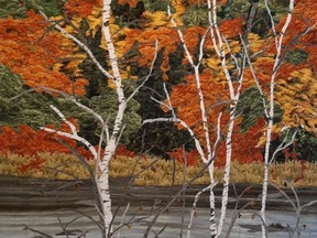 This piece, View Through the Birch Branches on Hwy. 118, by London textile artist Chris Allaway is part of a new exhibition on at ArtWithPanache until Oct. 29. (Supplied)